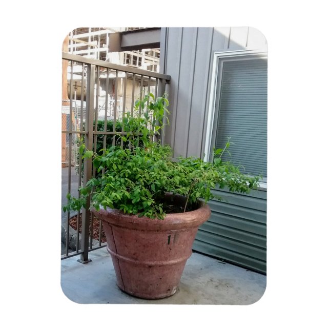 Mock Orange  Magnet (Vertical)