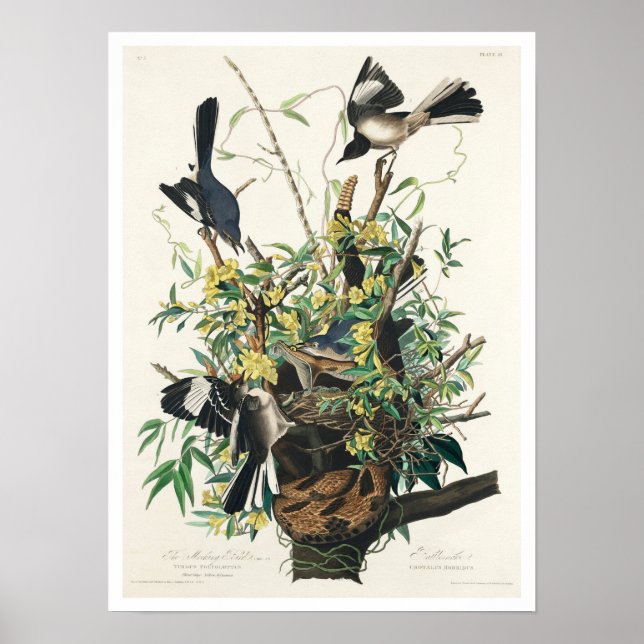 Mocking Bird by Audubon Poster (Front)