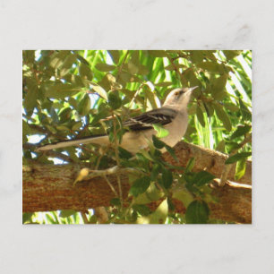 Mocking Bird Postcard