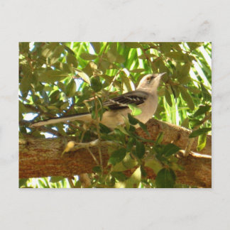 Mocking Bird Postcard