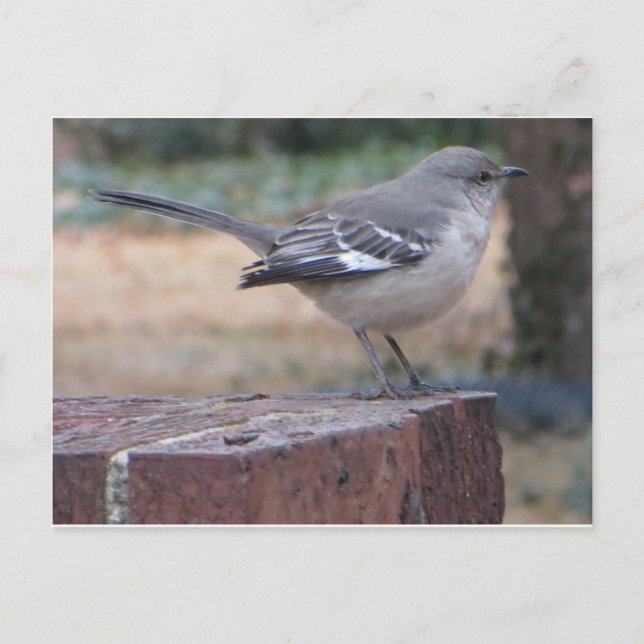 Mocking Bird Postcard (Front)