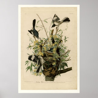 Mocking Bird Poster