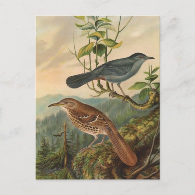 Mockingbird and Brown Thrasher Postcard (Front)