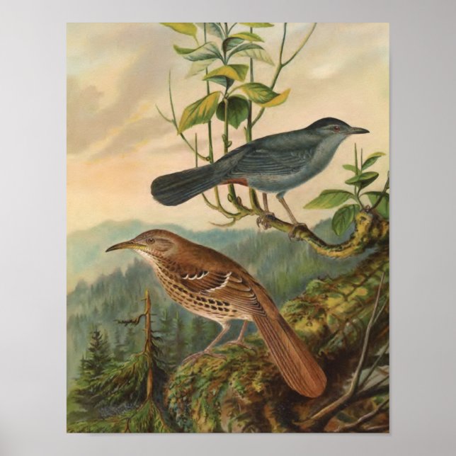 Mockingbird and Brown Thrasher Poster (Front)