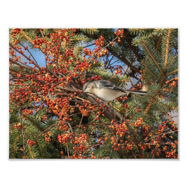 Mockingbird And Virginia Creeper Photo Print (Front)