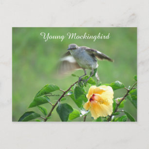Mockingbird bird Hibiscus Postcard
