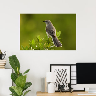 Mockingbird Bird Lovers Gifts Poster