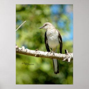 Mockingbird bird Poster