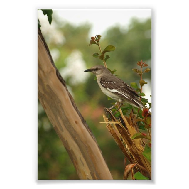 Mockingbird in A Crepe Myrtle Tree Photo Print (Front)