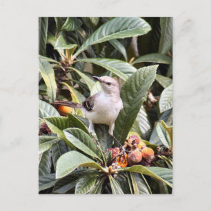 Mockingbird Photo Postcard