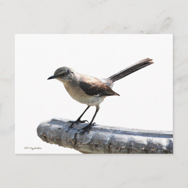 Mockingbird Postcard (Front)