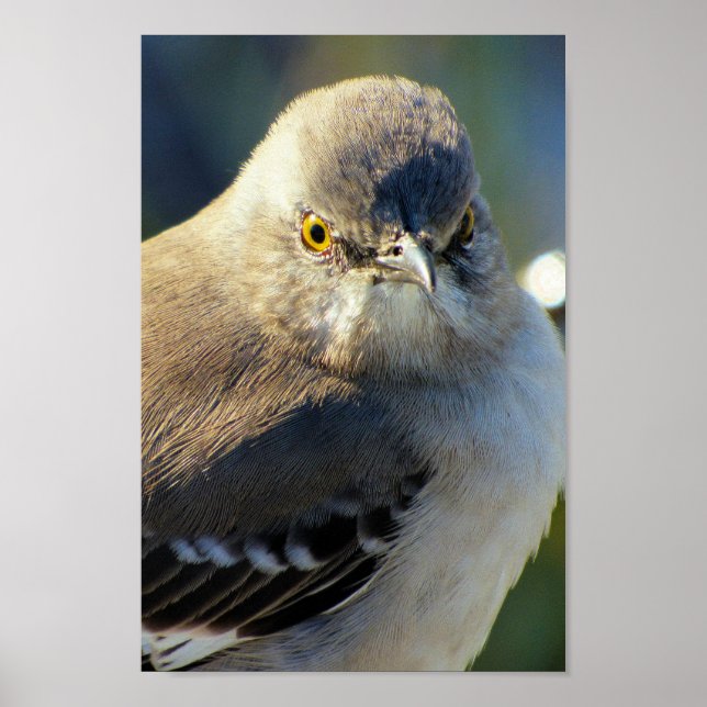 Mockingbird's Crown Poster (Front)