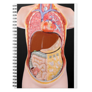Model human torso with organs on black background notebook