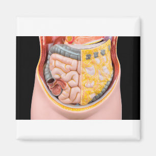 Model of human abdomen with intestines magnet