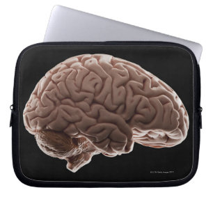 Model of human brain, studio shot laptop sleeve