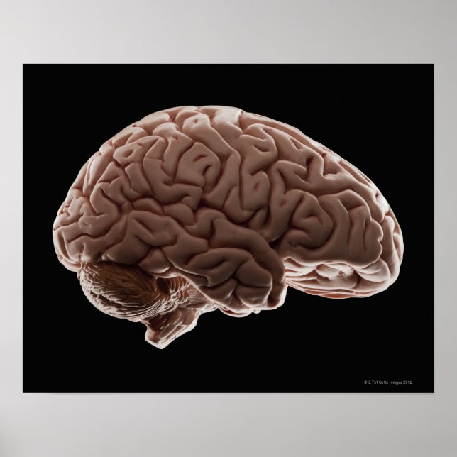 Model of human brain, studio shot poster (Front)