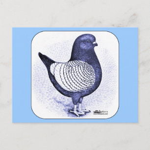 Modena Argent Pigeon Postcard