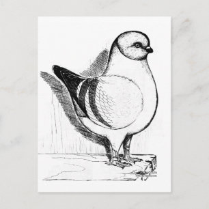 Modena Gazzi Pigeon 1978 Postcard