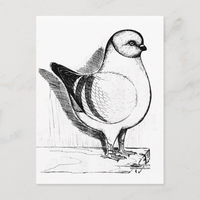 Modena Gazzi Pigeon 1978 Postcard (Front)