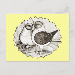 Modena Gazzi Pigeons Postcard