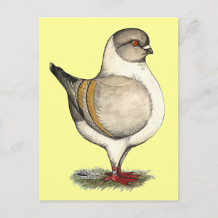 Modena Silver Gazzi Postcard