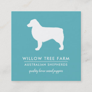 Modern Australian Shepherd Breeder   Social Media Square Business Card