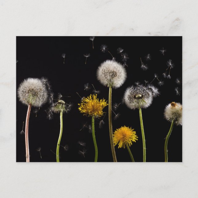 Modern Black Dandelion Postcard (Front)