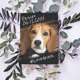 Modern Chic Elegant Simple Black Pet Dog Keepsake  Postcard