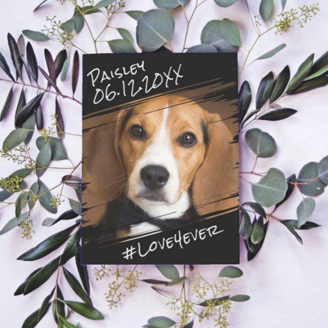 Modern Chic Elegant Simple Black Pet Dog Keepsake  Postcard (Creator Uploaded)