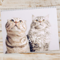 Modern Cute Funny Pet Kitten Cat Photos