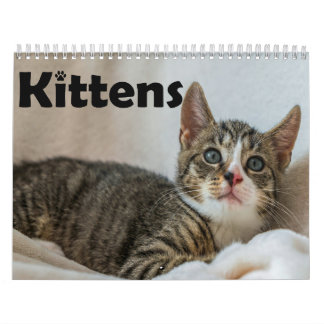 Modern Cute Pet Kitten Cat Photos Yearly Calendar