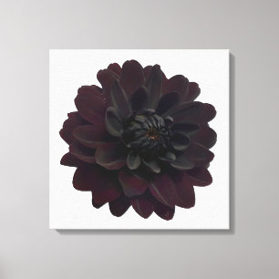 Modern Floral Black Dahlia Flower Canvas Print