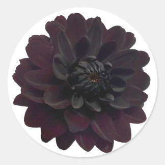 Modern Floral Black Dahlia Flower Classic Round Sticker