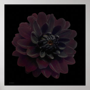 Modern Floral Pop Art Black Dahlia Flower on Black Poster