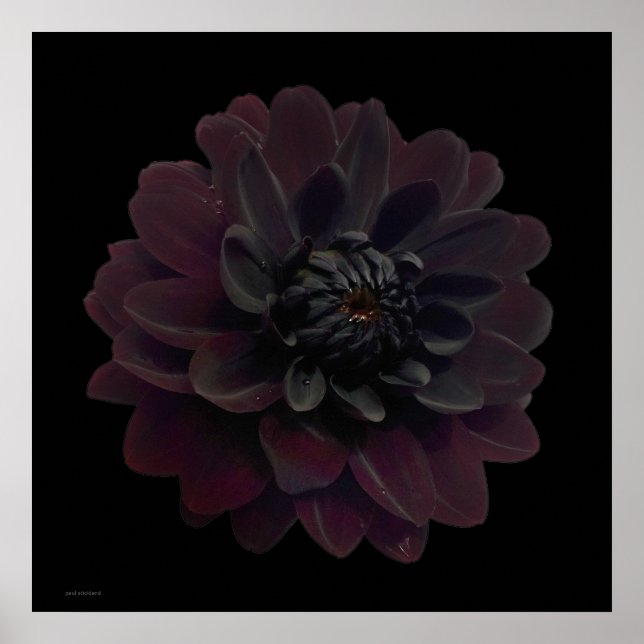 Modern Floral Pop Art Black Dahlia Flower on Black Poster (Front)