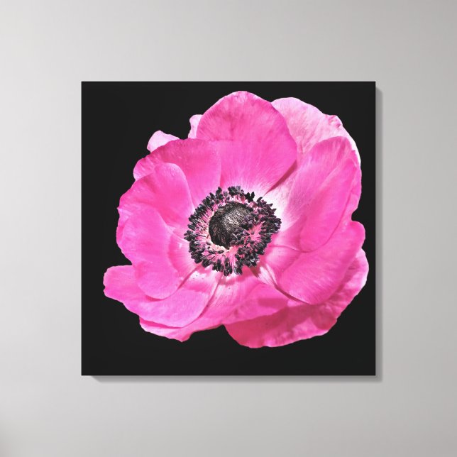 Modern Floral Vibrant Bright Pink Poppy Black Canvas Print (Front)
