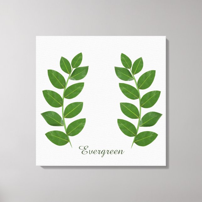 Modern Green Bay Leaves Canvas Print (Front)