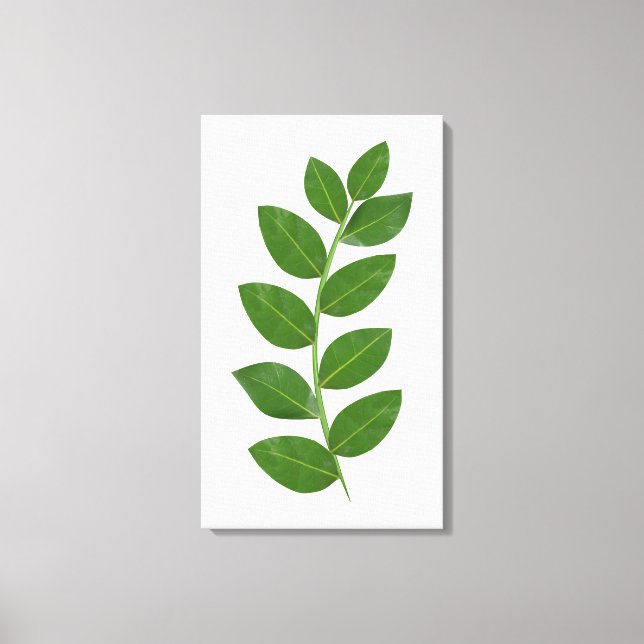 Modern Green Bay Leaves Canvas Print (Front)