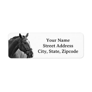Modern Horse Black and White Equestrian