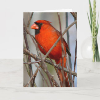 Modern Italian Christmas Cardinal Holiday Card
