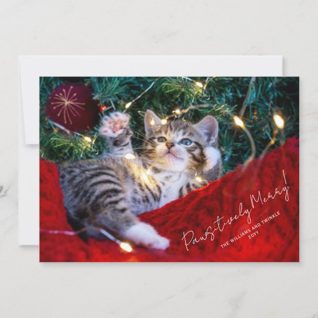 Modern Pet Photo Script Pawsitively Merry Holiday Card (Front)