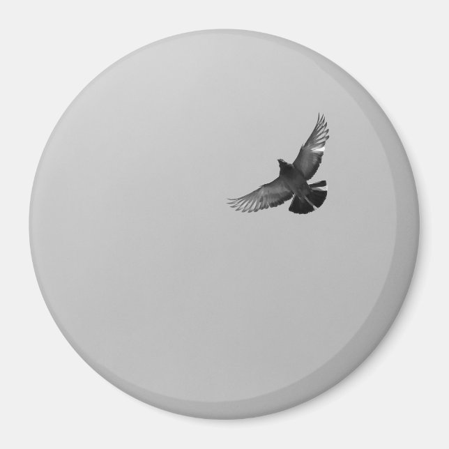 Modern simple black white flying bird pigeon photo magnet (Front)
