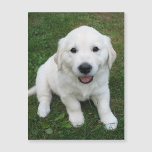 Modern Simple Custom Pet Photo RefridgeratorMagnet