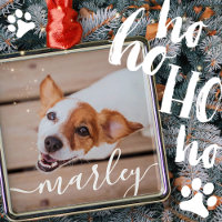 Modern Simple Playful Elegant Chic Pet Photo