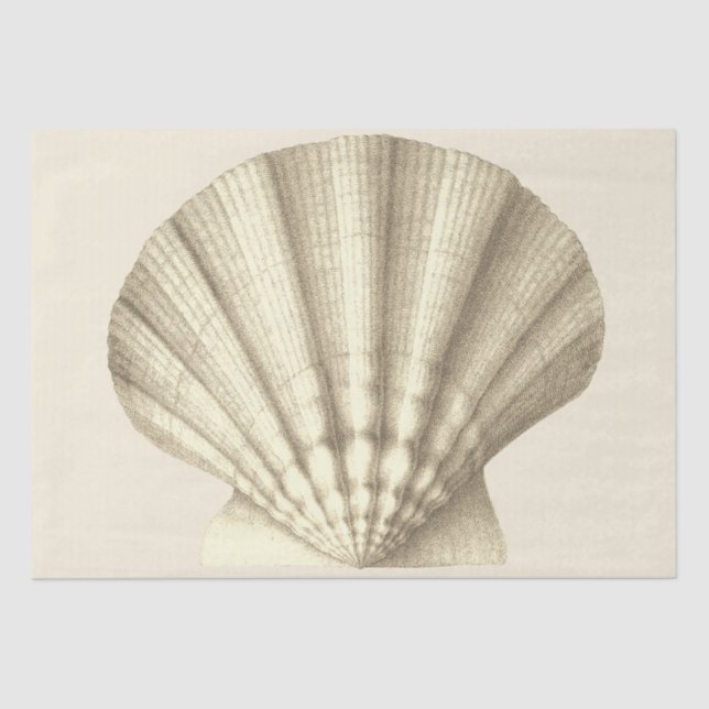 Modern Vintage Beige Shell Tissue Paper (Front)