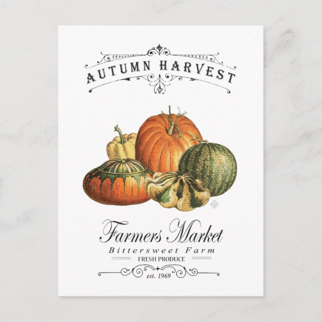 modern vintage fall gourds and pumpkin postcard (Front)