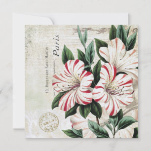 modern vintage french amarylis