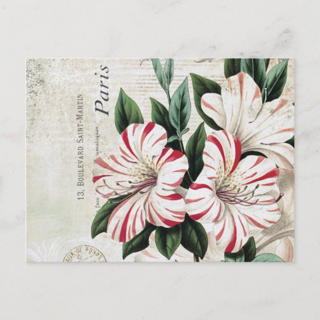 modern vintage french amarylis postcard (Front)