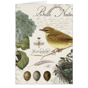 modern vintage French bird and nest