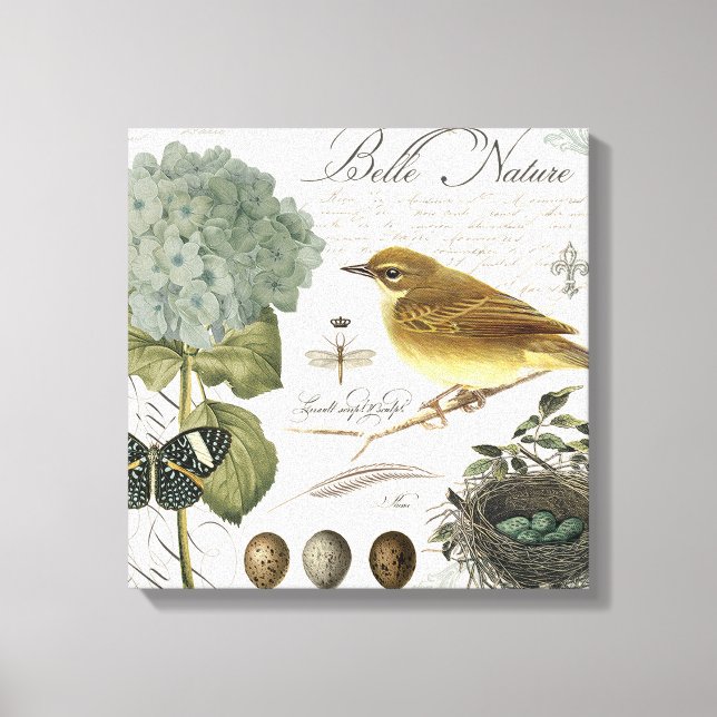 modern vintage French bird and nest Canvas Print (Front)